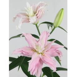 Oriental Hol. Rs. Doble Diantha 75cm 3/4 fl.