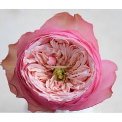 Rosa Hol. Northanger Abbey 50cm Rs.