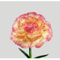 Clavel Col. Select Alibaba Bic.