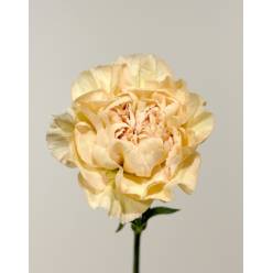 Clavel Col. Fancy Caramel