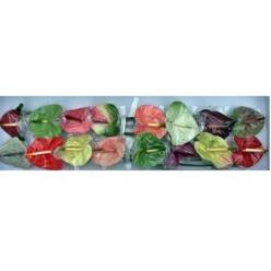 Anthurium Hol. Popurri 11  "CC16"