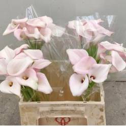 Calla Hol. Sweet Art 40cm