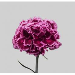 Clavel Col. Fancy Nobbio Burgundi Bic.