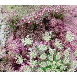 Ammis Nacional Daucus Dara 60cm Gr. Paq.