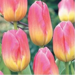 Tulipan Hol. Tom Pouce 40cm Bic.