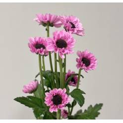 Santini Nac. Yin Yang Rosa