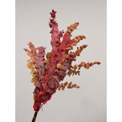 Eucaliptus Escerwatiana Preservado Otoal 150g