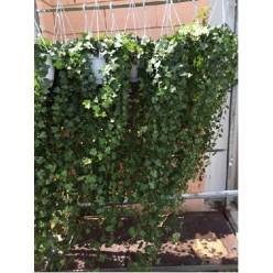 P. Hedera He Mein Herz 19/60cm x4