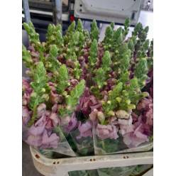 Antirrhinum Nac. Malva 70cm "Jalon"