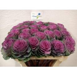 Brassica Hol. Condor Red 70cm Mor
