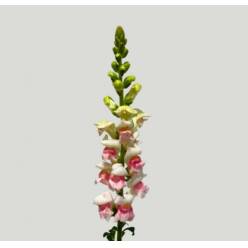 Antirrhinum Italia Appleblos 80cm