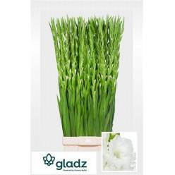 Gladiolo Hol. Nova Zembla 125cm (60cm espiga)
