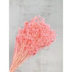 Broom Bloom Seco Rosa 50cm 100g