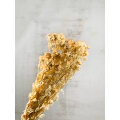 Carthamus Seco Crema 50cm 100g