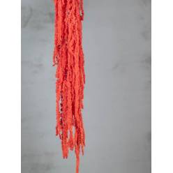 Amaranthus Preservado Naranja 150g