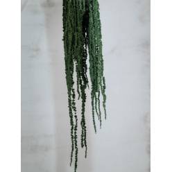 Amaranthus Preservado Verde 150g