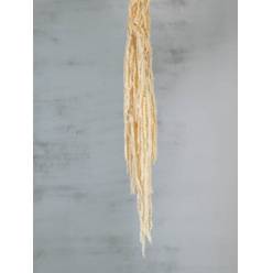 Amaranthus Preservado Blanco 150g