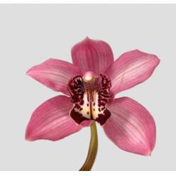 Cymbidium Kensi 80cm Rs.