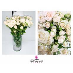 Ramificada Gracia Crema 30cm