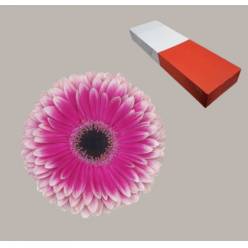 Gerbera Hol. Prelude Bic. "T25"
