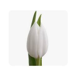 Tulipan Hol. Royal Virgin 40cm Bl. "T50"