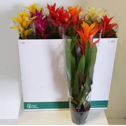P. Guzmania Mixta 13/60cm x10
