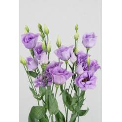 Lisiantus Hol. Corelli Lavander 70cm 55gr "T10"