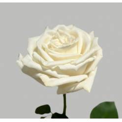 Rosa Ecu. Playa Blanca 40cm