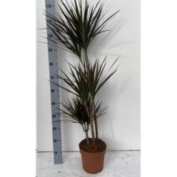 P. Dracena Marginata  Magenta 21/120cm 3P  (120/90/60)