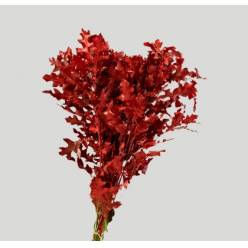 Roble Hol. Ov. Rojo 80cm Pintado