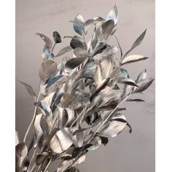 Ruscus Pintado Plata 60cm