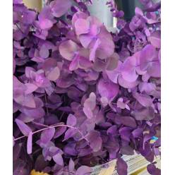 Eucalipto Cinerea Nacional Pintado Lila