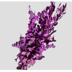 Eucalipto Cinerea Nacional Pintado Fucsia