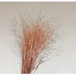 Siergras Overig Pintado Champagne 95cm "T50"