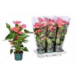 P. Anthurium An Colorado 17/80cm x6 6F -Amazone Plants-