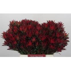 Leucadendro Ramif. Hol. Blush 40cm