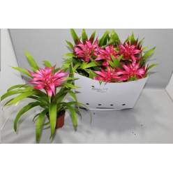 P. Guzmania Deseo Pink 12/40cm x6
