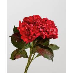 Hortensia Select Tint. Rojo 60cm 15/16