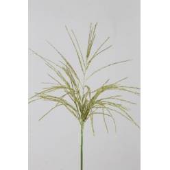 Miscanthus Sinensis White Cloud 90cm "T25"