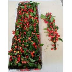 Malus Manzanitas 60cm "CC10"