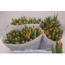 Tulipan Hol. Dow Jones 40cm Bic.