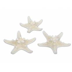 Estrella de Mar Nudosa "T24"