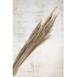 Broom Grass Seco White Wash 90cm 100g