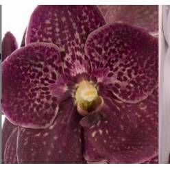Vanda Chocola Red x16