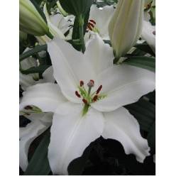 Oriental Hol. Bl. Pathos 85cm 3 fl.