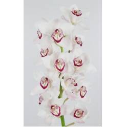 Cymbidium Mon Amour 80cm bl.