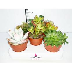 P. Succulenta Nac. Mixta 8.5/15cm "CC8"