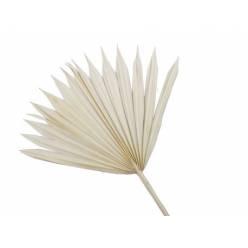 Palmito Sun Cut Seco Blanco 40cm (5 Tallos)