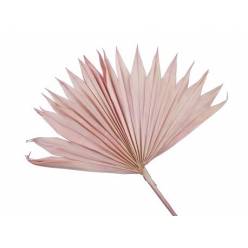 Palmito Sun Cut Rosa 40cm (5 Tallos)