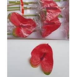 Anthurium Hol. Mars Imp 13  "CC12"
